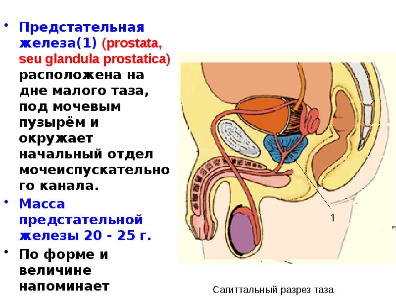 Где находится простата у мужчин схема