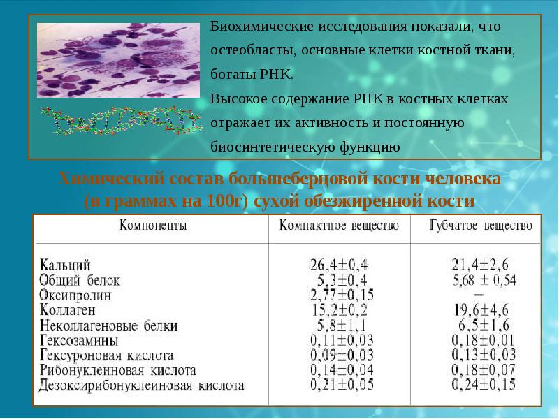 Исследование костной ткани. Минеральный состав костной ткани. Белки костной ткани. Биохимия костной ткани. Неколлагеновые белки костной ткани таблица.