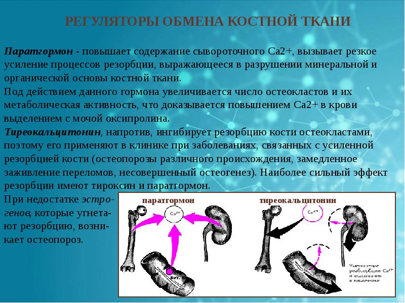 Обмен веществ в костной ткани. Минеральный обмен в костной ткани. Нарушение минерального обмена костной ткани. Регуляторы минерального обмена. Регуляторы обмена костной ткани.