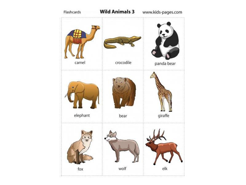 Wild animals презентация