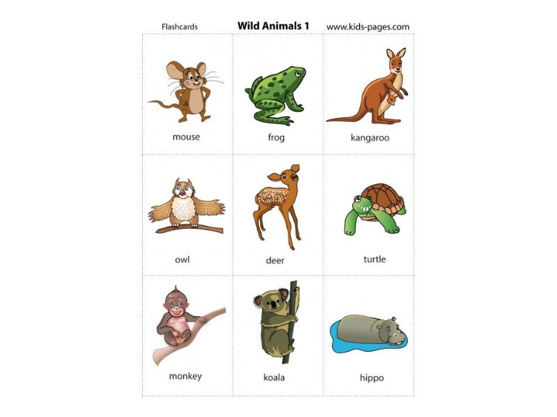 Wild animals презентация