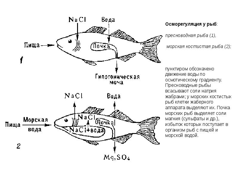 Почки у рыб. Выделительная система морских и пресноводных рыб. Осморегуляция у хрящевых рыб. Выделительная система рыб морских. Водно-солевой обмен у морских хрящевых рыб.