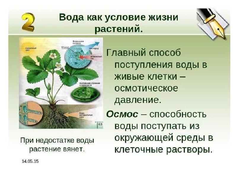 Процессы в жизни растений 5 класс биология. Способы поступления воды в растения. Роль воды в жизни растений. Процесс поступления воды в растение. Вода поступает в растение.