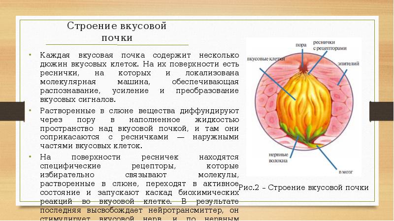 Вкусовая почка