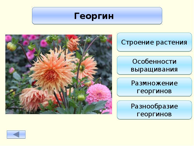 Слово георгин устарело или нет. Сложноцветные георгин. Маргаритка Сложноцветные. Георгины семейство Сложноцветные. Георгин систематика.