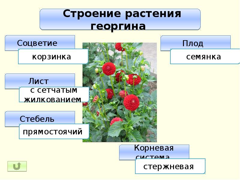 Презентация маргаритка и георгин