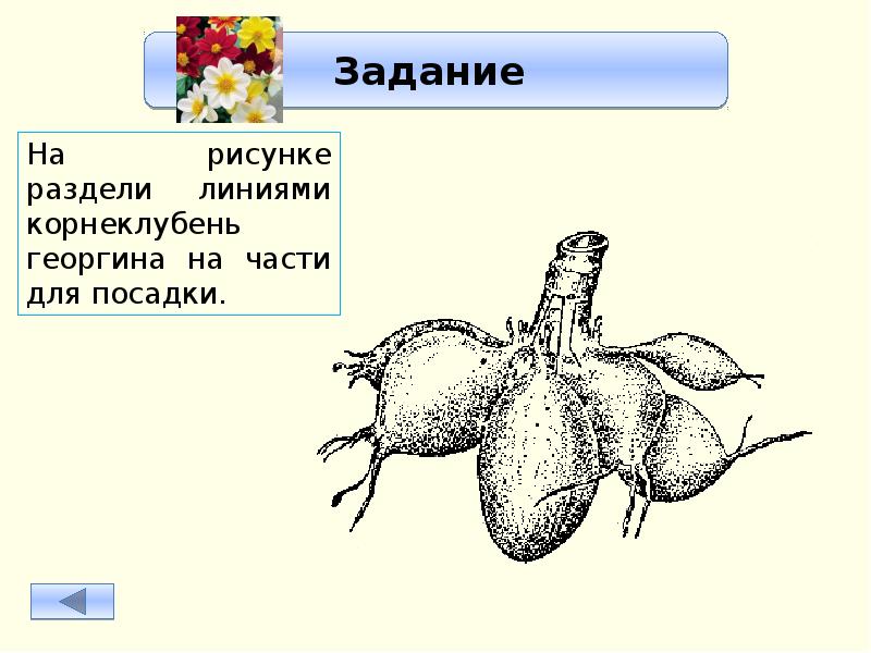 Презентация маргаритка и георгин