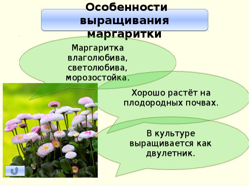 Легенда о маргаритке цветке. Маргаритка Сложноцветные. Маргаритка строение растения. Маргаритка цветок презентация. Маргаритка описание растения.