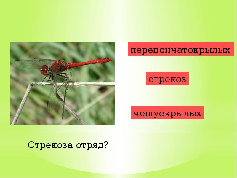 Перепончатокрылые насекомые примеры. Стрекоза какой отряд насекомых. Сообщение о насекомых 2 класс окружающий мир.