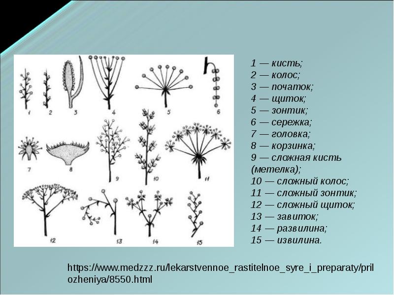 Схема соцветия подорожника