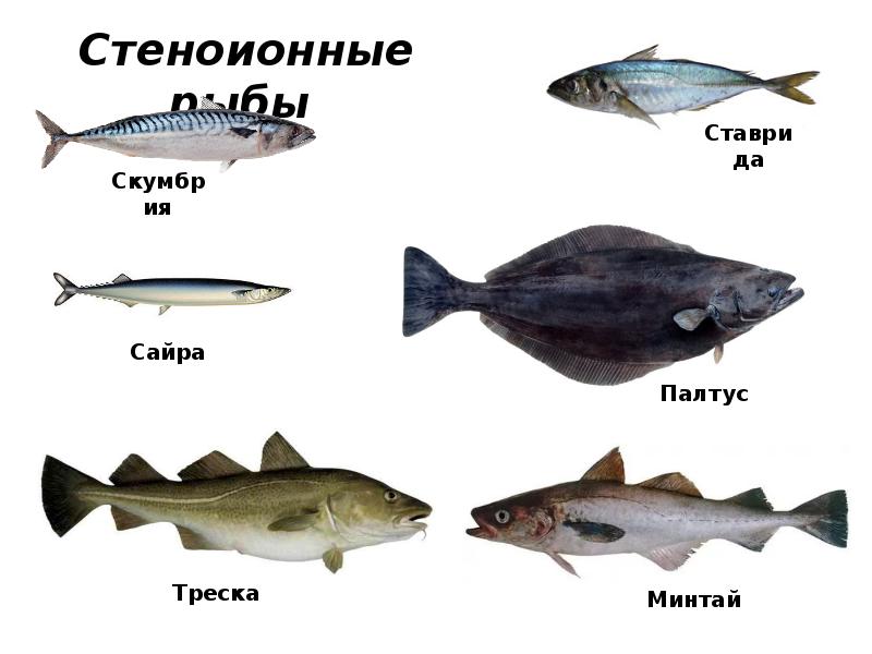 Рыба рн