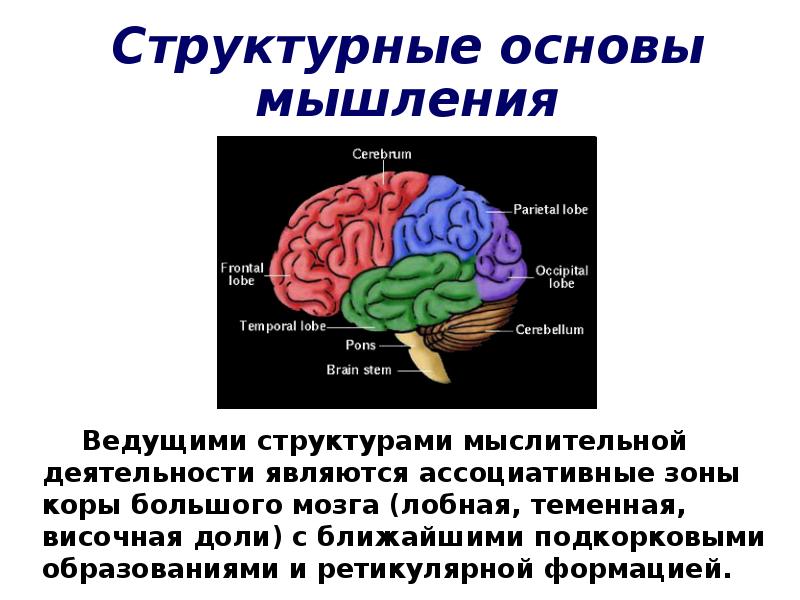 Локализация психических функций в мозге. Высшие функции мозга. Психические функции мозга. Умственные функции мозга. Психические функции мозга человека.