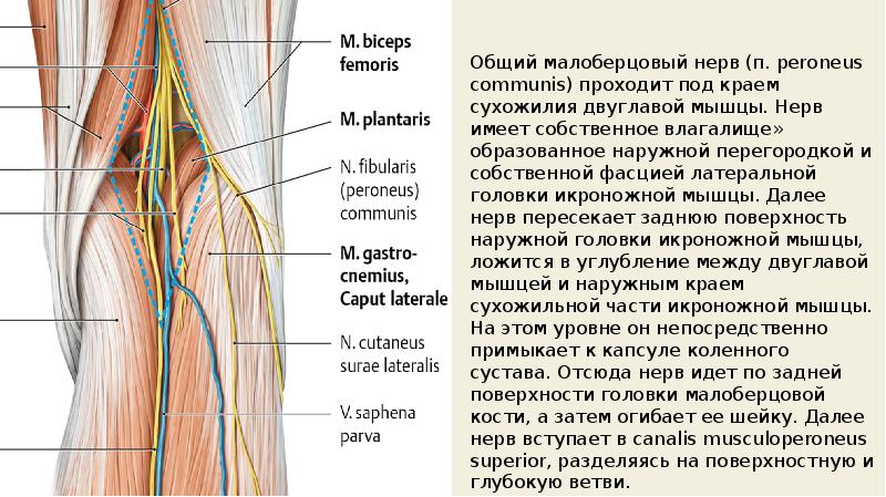 Топографическая анатомия коленного сустава презентация