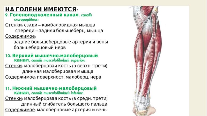 Треть голени