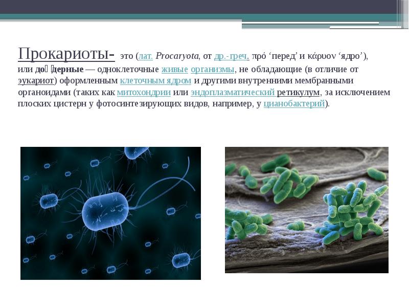 Бактерии доядерные организмы презентация 7 класс биология