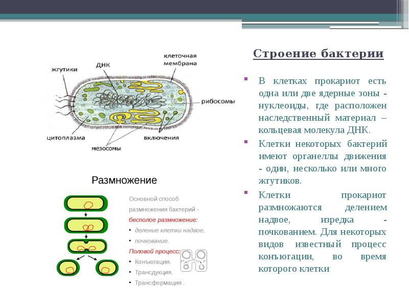 Строение прокариотической клетки и функции ее органоидов. Строение прокариотических бактерий. Появление первых прокариотических клеток