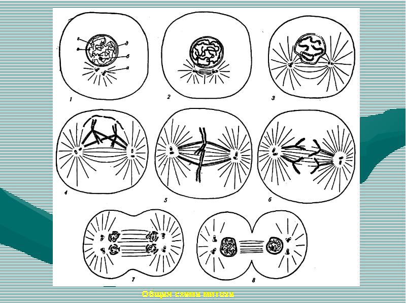 Схематическое изображение митоза - 89 фото