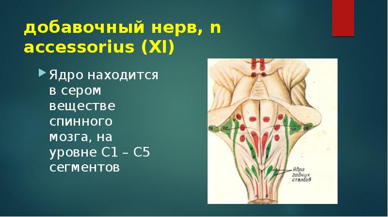 Добавочный нерв презентация