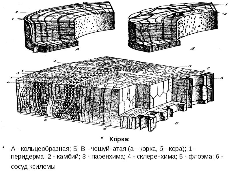 Корка кольцеобразная и чешуйчатая схемы