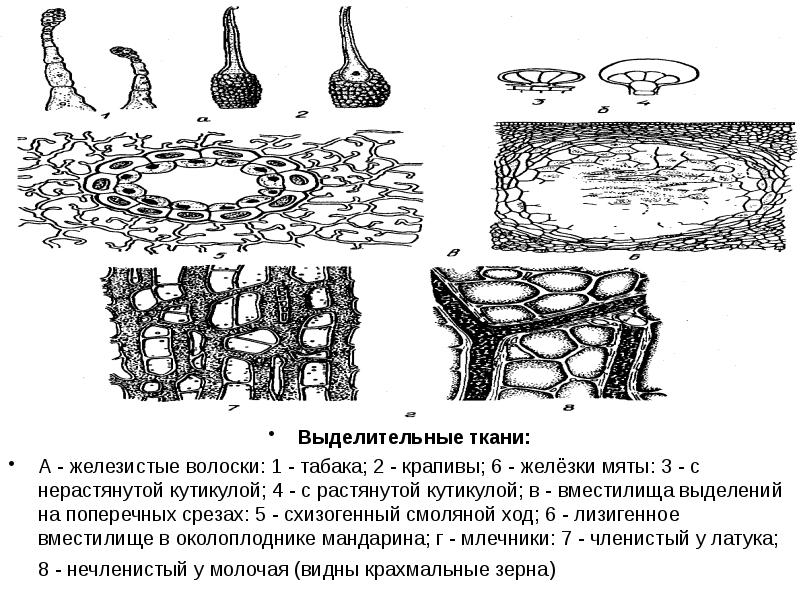 Выделительная ткань растений рисунок