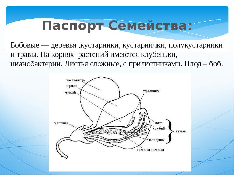 Бобовые презентация 7 класс