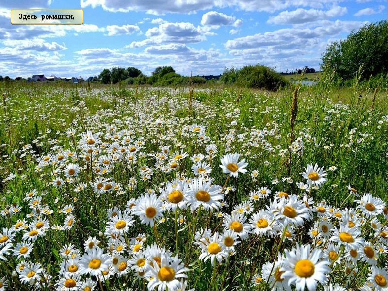 Реферат лета. Ромашки, здесь какой нация живут. Город ромашки, здесь какой нация живут.