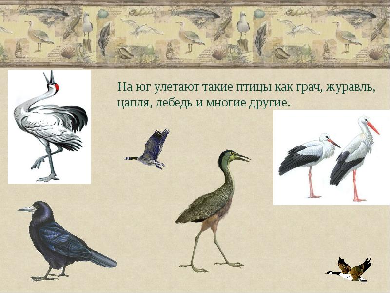 Аист грач. Цапли улетают на Юг. Грачи улетают на Юг. Журавли и Грачи. Цапля улетает.