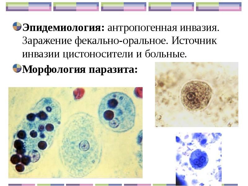 Санитарная паразитология презентация