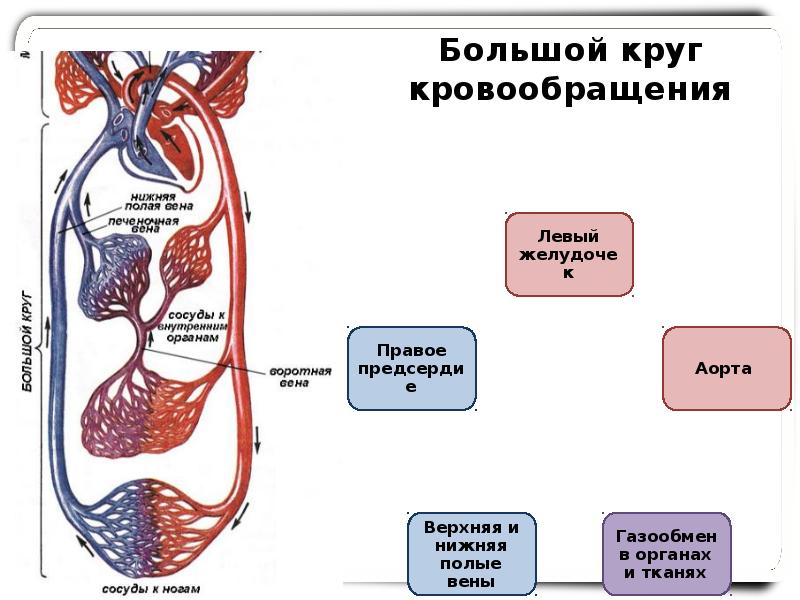 Путь крови по организму схема