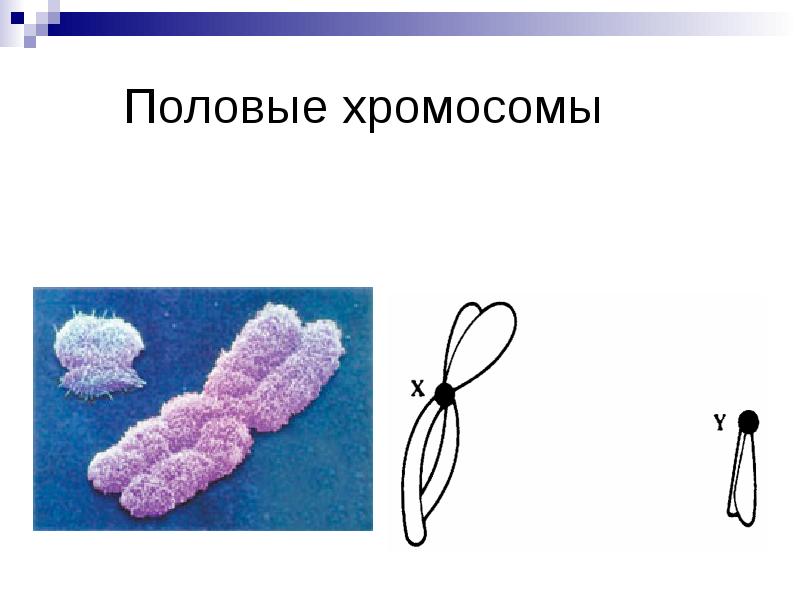 Презентация на тему генетика пола сцепленное с полом наследование 9 класс