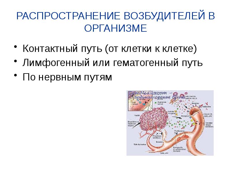 Учение об инфекции микробиология презентация