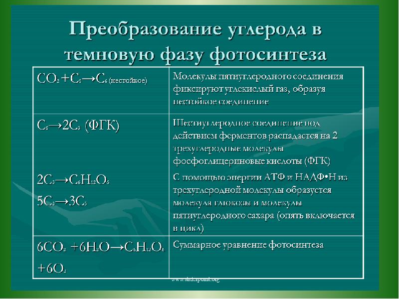 Фотосинтез биохимия презентация