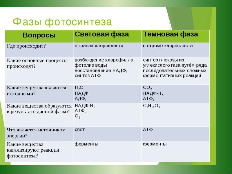 Биосинтез углеводов в организме проект