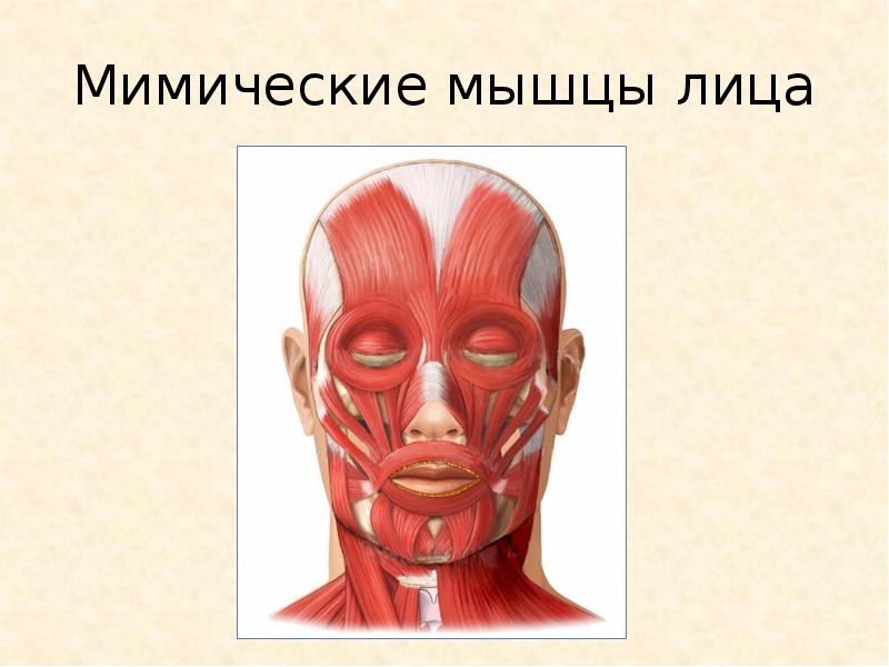 Картинка мимические мышцы лица