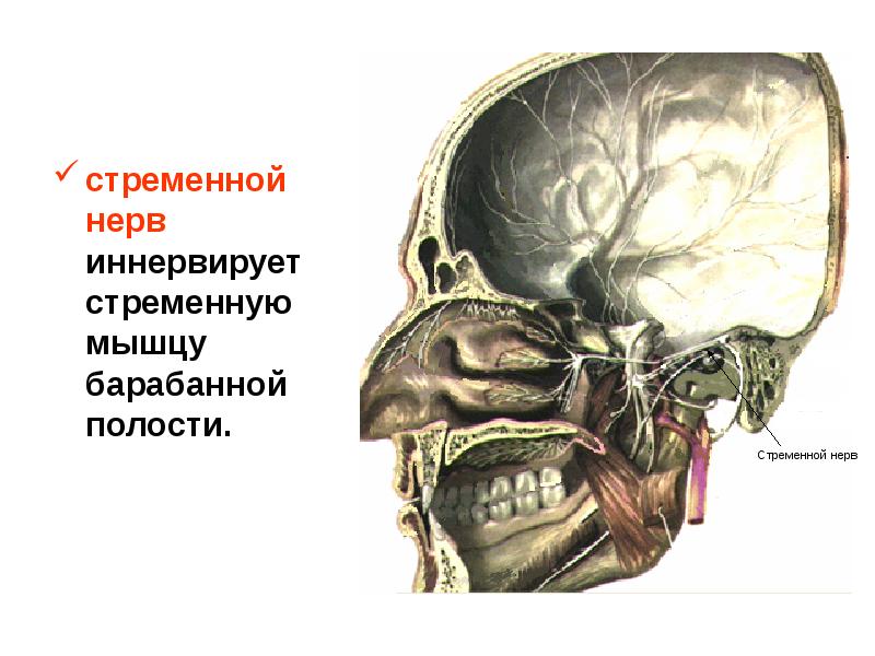 Полость через. Барабанная струна иннервирует. Нерв барабанной струны. Барабанная струна лицевого нерва иннервирует. Барабанная струна в барабанной полости.