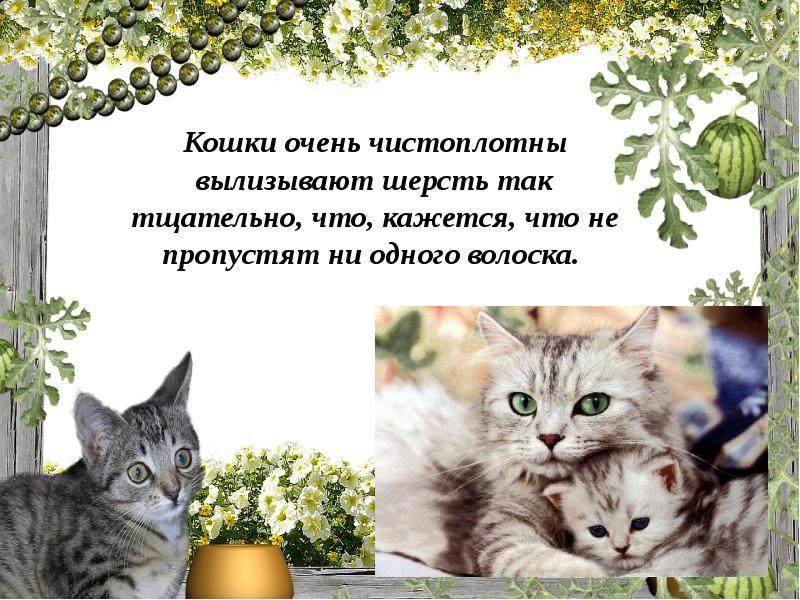 Кошки презентация для детей