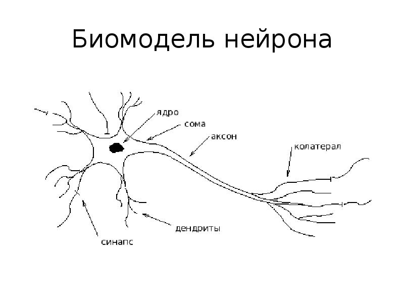 Название нервной клетки. Нейрон. Схема типичного нейрона. Синапс в нейронных сетях это. Строение нейрона.