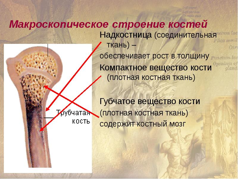 Рисунок компактное вещество кости