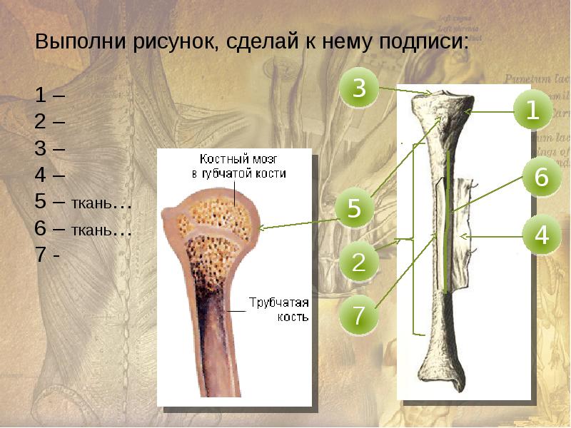 Строение костей презентация