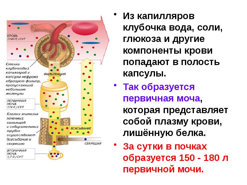 Опишите работу нефрона по следующему плану как плазма крови попадает