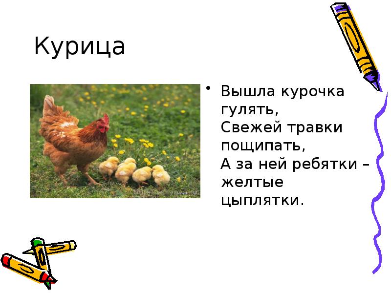 Вышли курочки гулять