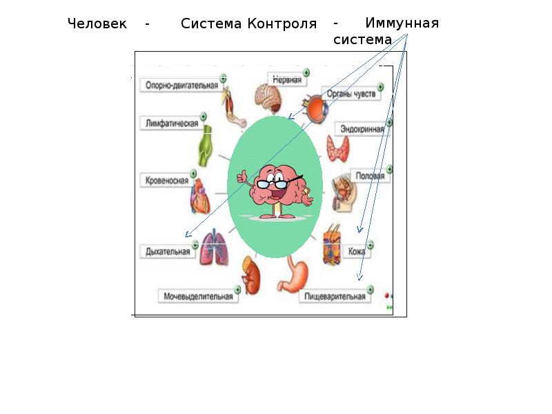 Иммунологический надзор презентация