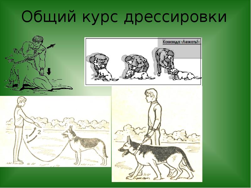 Дрессировка собак окд. Общий курс дрессировки. Навыки ОКД. Общий курс дрессировки собак. . ОКД (общий курс дрессировки).