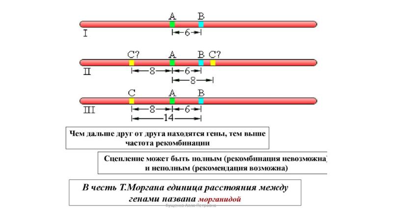 Рассмотрите рисунок 81 определите на каком расстоянии в морганидах находятся гены отвечающие