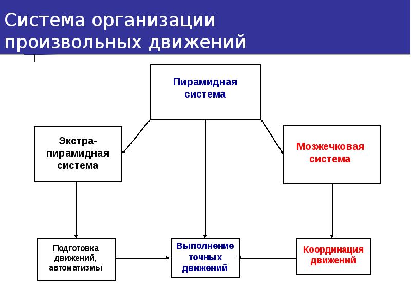 Основные принципы и общая схема организации произвольных движений