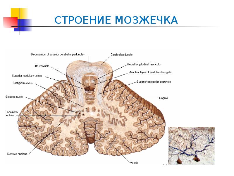 Мозжечок картинка анатомия