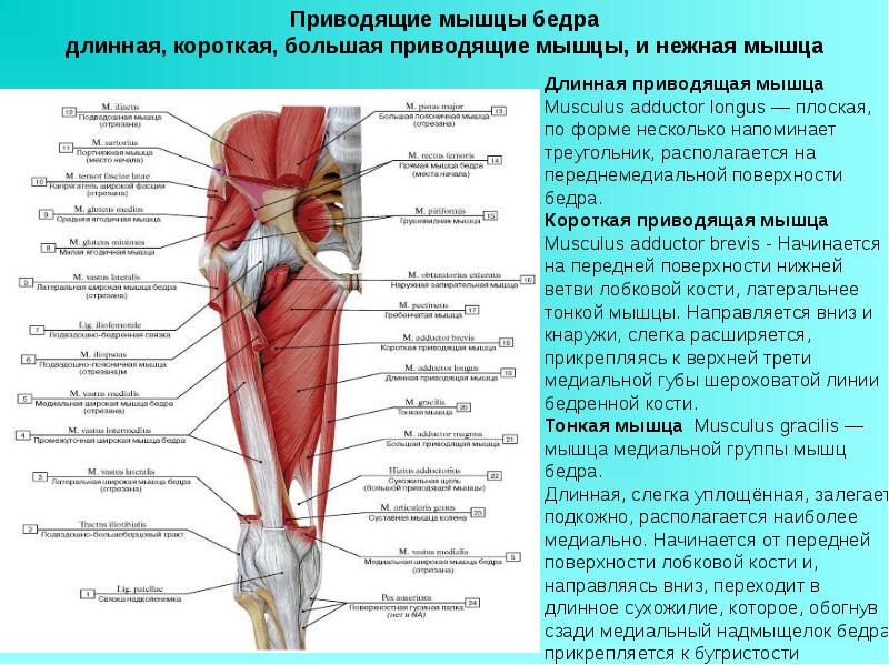 Приводящие мышцы бедра анатомия картинки