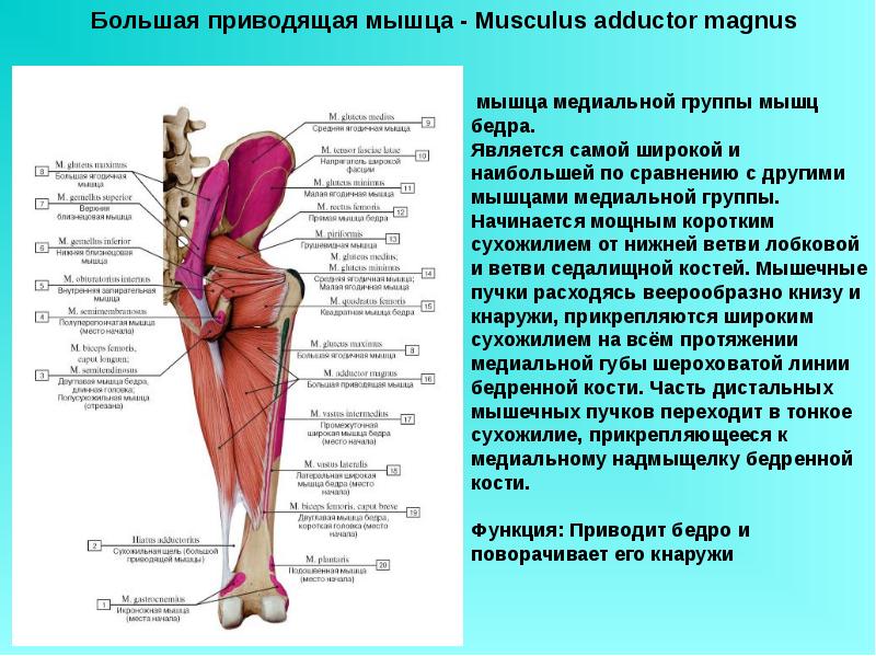 Мышцы обеспечивающие движение