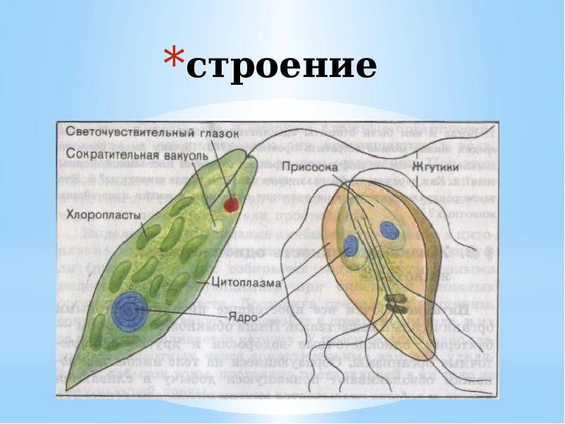 Строение простейших рисунок. Строение простейших. Протисты строение. Внешнее строение простейших. Простейшие и их строение.