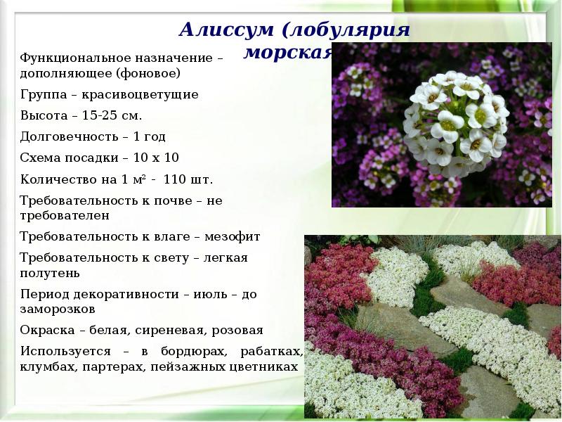 Однолетние декоративные травянистые растения - презентация, доклад, проект